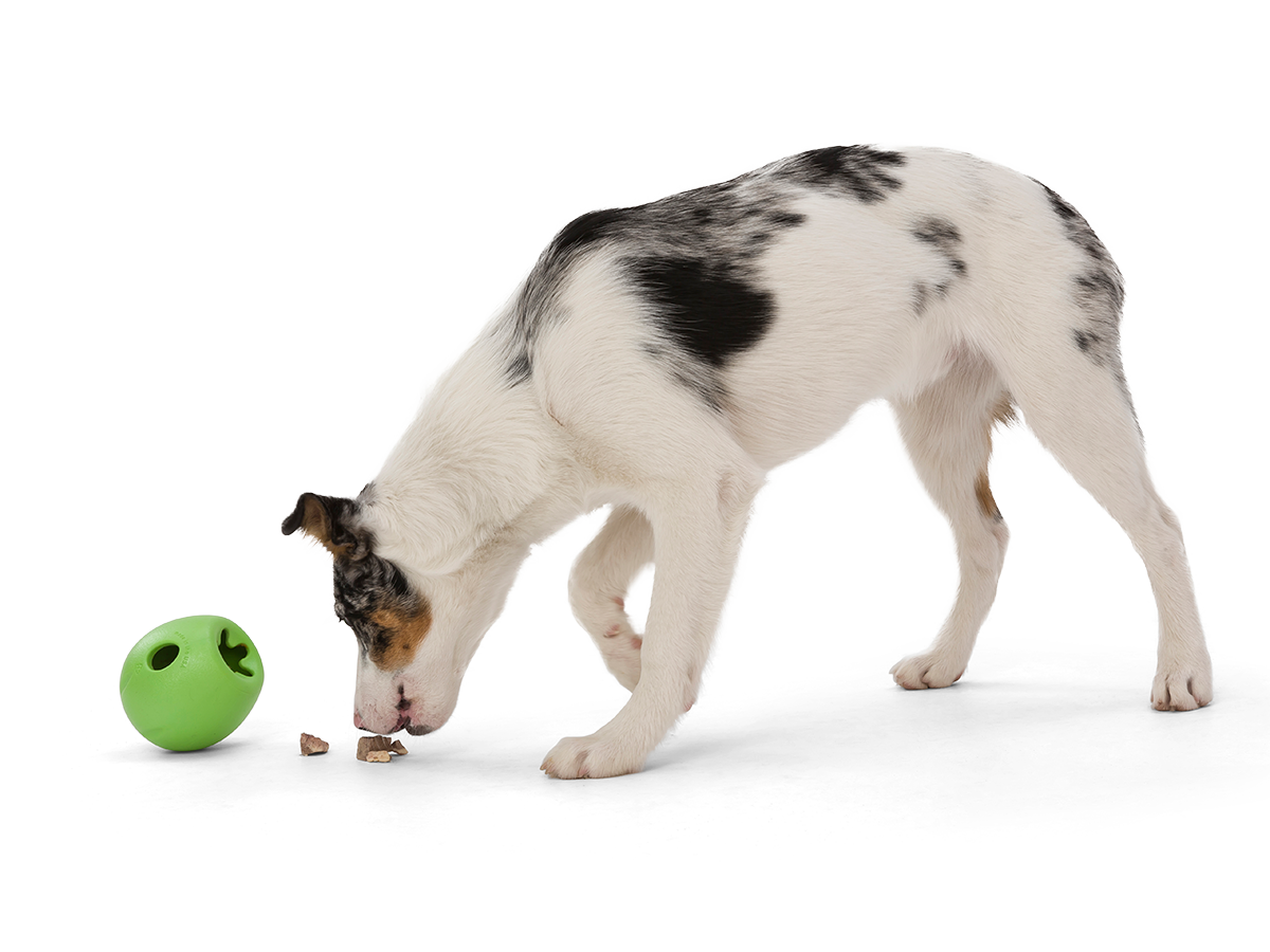 RUMBL_JUNGLE-GREEN_DOG_EATING_d5323e66-adfb-491d-b64b-17c63caf0260.png