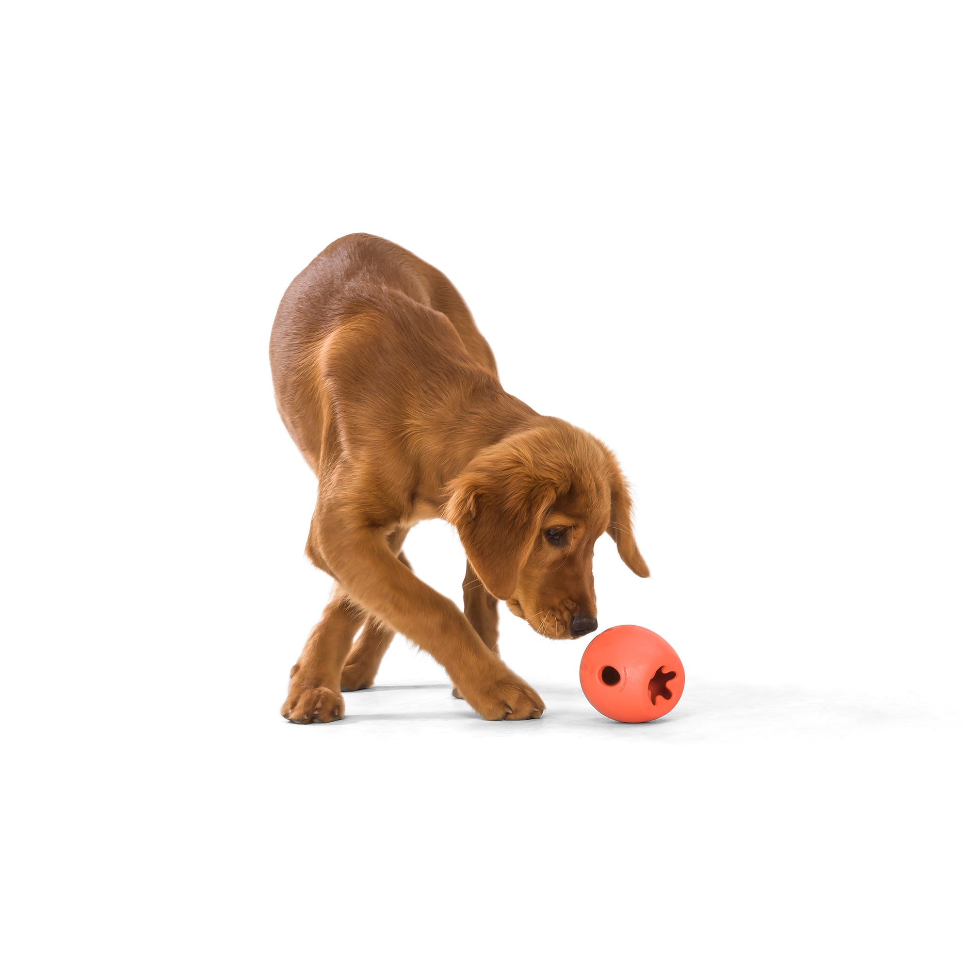 RUMBL_MELON_DOG_SNIFFING.jpg